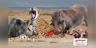 حیات وحش حیوانات/ راز بقا، این داستان:نبرد نفس‌گیر گراز وحشی و پلنگ گرسنه