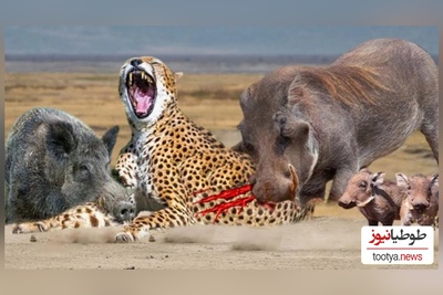 حیات وحش حیوانات/ راز بقا، این داستان:نبرد نفس‌گیر گراز وحشی و پلنگ گرسنه