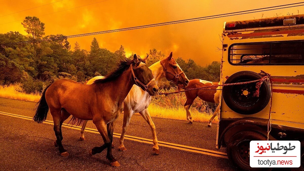 ویدیویی آخرالزمانی از بزرگترین و وحشتناکترین آتش‌سوزی جنگلی سال جاری در کالیفرنیا