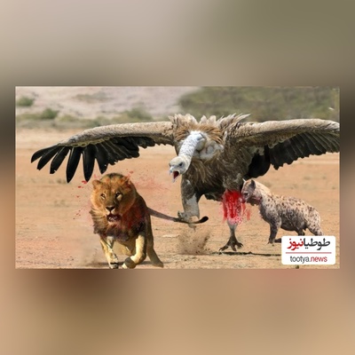 (ویدئو) مستند حیات وحش حیوانات/  نبرد نفس‌گیر کرکس وحشی و سلطان جنگل، شیر