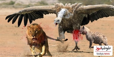 (ویدئو) مستند حیات وحش حیوانات/  نبرد نفس‌گیر کرکس وحشی و سلطان جنگل، شیر