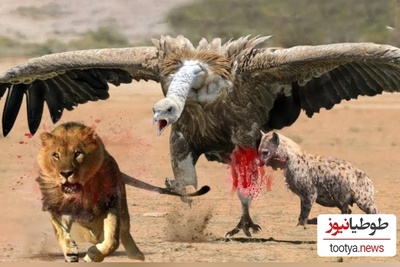 (ویدئو) مستند حیات وحش حیوانات/  نبرد نفس‌گیر کرکس وحشی و سلطان جنگل، شیر