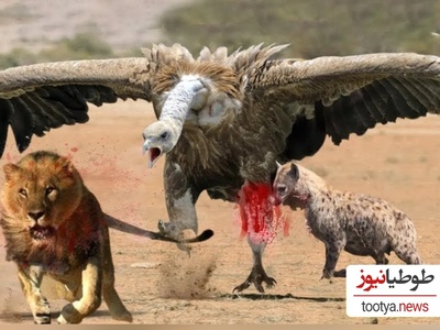 (ویدئو) مستند حیات وحش حیوانات/  نبرد نفس‌گیر کرکس وحشی و سلطان جنگل، شیر