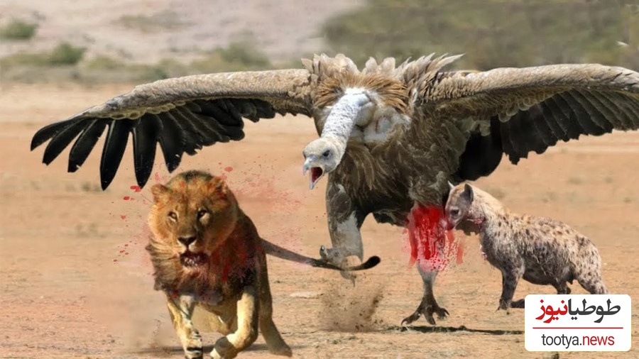 (ویدئو) مستند حیات وحش حیوانات/  نبرد نفس‌گیر کرکس وحشی و سلطان جنگل، شیر