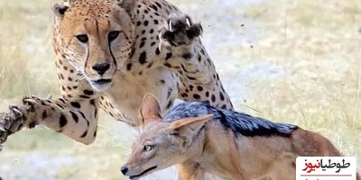 شکار یا انتقام؟ آنچه در دهان این پلنگ می‌بینید باورکردنی نیست!/ لحظه شکار شدن شکارچی توسط پادشاه استتار! + عکس