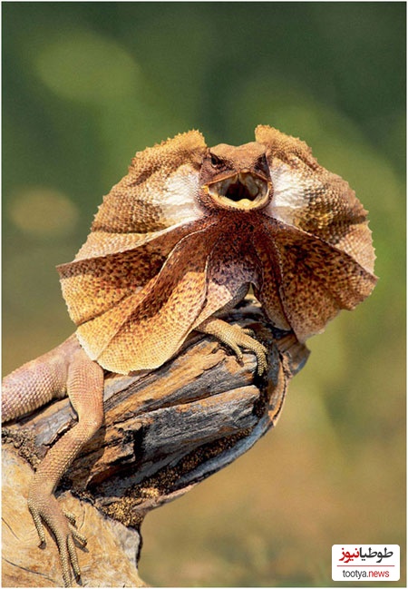 مارمولک گردن پرده دار