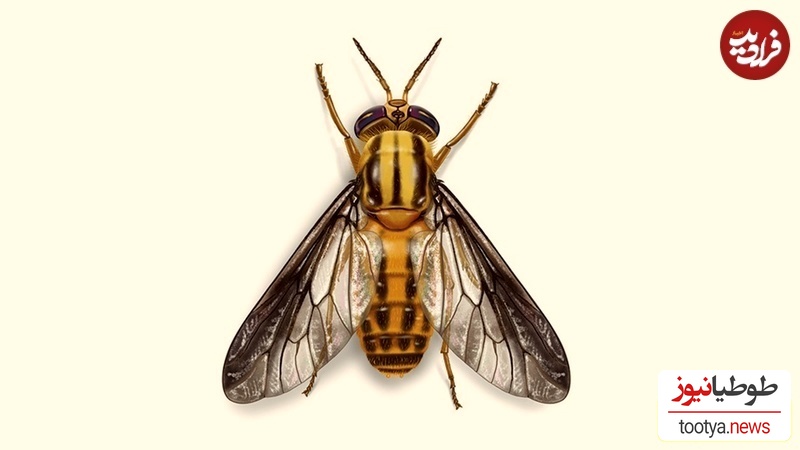 مگس گوزن