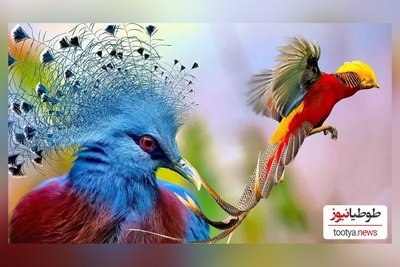 ویژه علاقه‌مندان به حیات وحش حیوانات:پرنده ای که هم دزده هم دروغگو!/ فدات شم یعنی😂