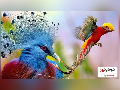 ویژه علاقه‌مندان به حیات وحش حیوانات:پرنده ای که هم دزده هم دروغگو!/ فدات شم یعنی😂