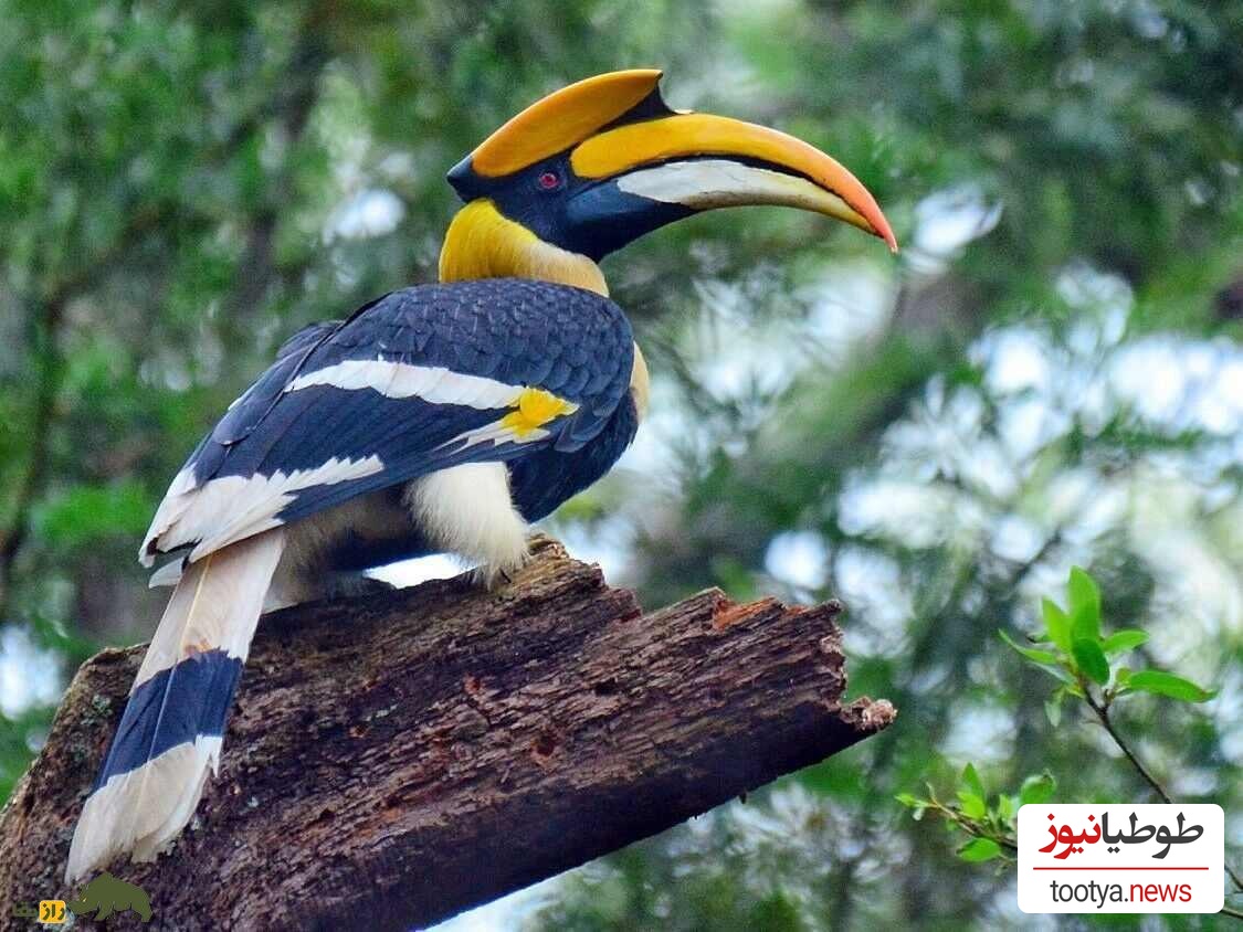 نوک‌شاخ کرگدنی (Rhinoceros Hornbill)