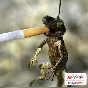 (عکس) برترین و خنده‌دارترین عکس‌های سال حیات وحش/ از رئیس مافیا تا دار و دستۀ پنگوئن‌های لوطی