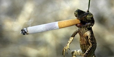 (عکس) برترین و خنده‌دارترین عکس‌های سال حیات وحش/ از رئیس مافیا تا دار و دستۀ پنگوئن‌های لوطی