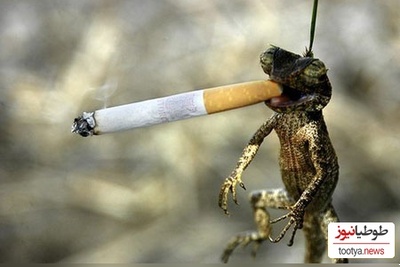 (عکس) برترین و خنده‌دارترین عکس‌های سال حیات وحش/ از رئیس مافیا تا دار و دستۀ پنگوئن‌های لوطی