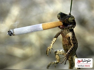 (عکس) برترین و خنده‌دارترین عکس‌های سال حیات وحش/ از رئیس مافیا تا دار و دستۀ پنگوئن‌های لوطی