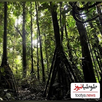 (تصاویر) درختی که راه میرود!/ حقایق تکان دهنده از این نخل نایاب که شمارا حیرت زده میکند!