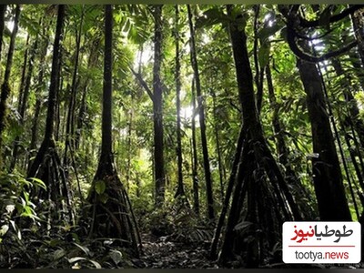 (تصاویر) درختی که راه میرود!/ حقایق تکان دهنده از این نخل نایاب که شمارا حیرت زده میکند!