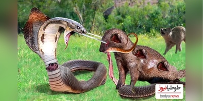 (ویدئو) مستند حیات وحش حیوانات/ راز بقا: این داستان: نبرد نفس‌گیر مار پیتون و 20 خدنگ وحشی