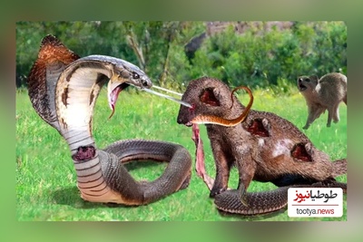 (ویدئو) مستند حیات وحش حیوانات/ راز بقا: این داستان: نبرد نفس‌گیر مار پیتون و 20 خدنگ وحشی