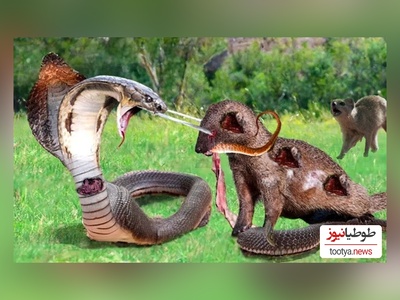 (ویدئو) مستند حیات وحش حیوانات/ راز بقا: این داستان: نبرد نفس‌گیر مار پیتون و 20 خدنگ وحشی