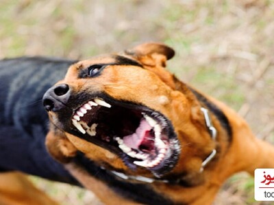 (تصاویر)حمله سگ‌های ولگرد به یک دانش آموز!/ این بار درخراسان رخ داد..