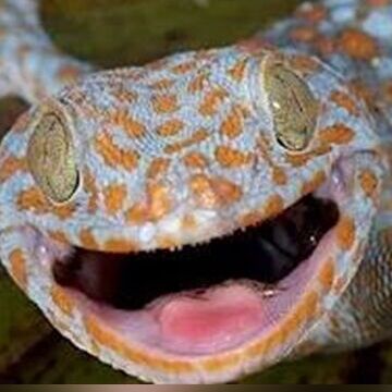 (ویدئو) عجیب ترین مارمولک دنیا، توکیو ژکو Tokay Gecko گونه ای که صدایی عجیب از خود می دهند!