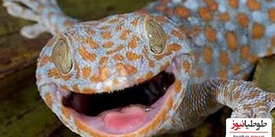 (ویدئو) عجیب ترین مارمولک دنیا، توکیو ژکو Tokay Gecko گونه ای که صدایی عجیب از خود می دهند!