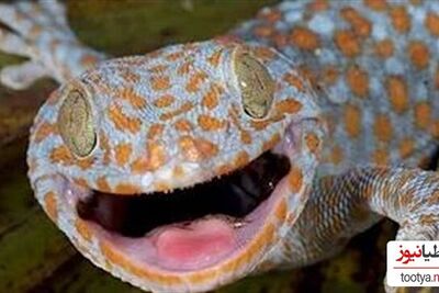 (ویدئو) عجیب ترین مارمولک دنیا، توکیو ژکو Tokay Gecko گونه ای که صدایی عجیب از خود می دهند!