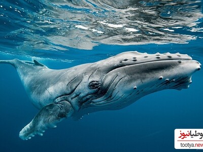 (ویدئو)شکار جالب و هوشمندانه نهنگ گوژپشت برای شکار!/چه آکروبات‌بازی راه انداختن...