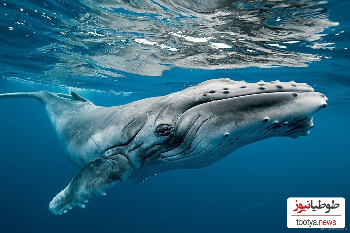 (ویدئو)شکار جالب و هوشمندانه نهنگ گوژپشت برای شکار!/چه آکروبات‌بازی راه انداختن...