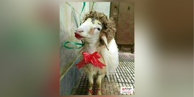 خلاقیت خنده‌دار "عروس تبریزی" درتزئین کله پاچه برای مادرشوهر/ 1000 آفرین به این ذهن پر از ایده و خلاق🤣