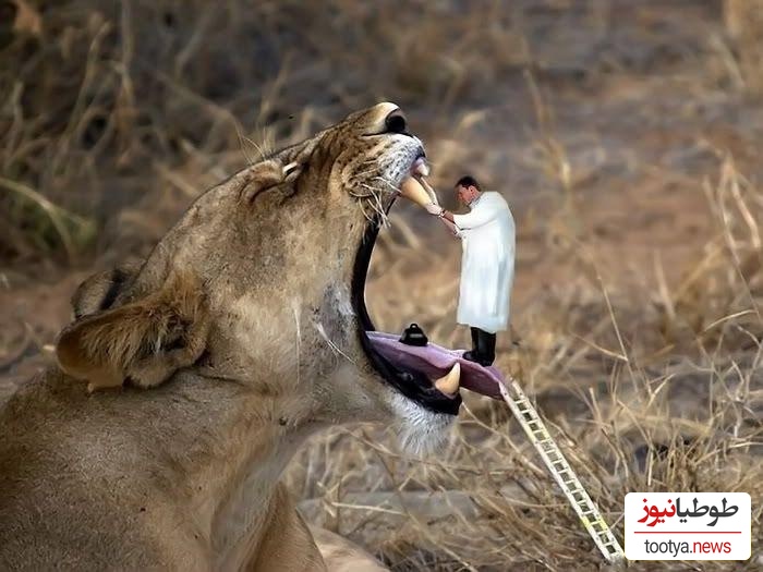 عکس های فتوشاپ شده که برنده خنده دارترین تصاویر سال دنیا شدند