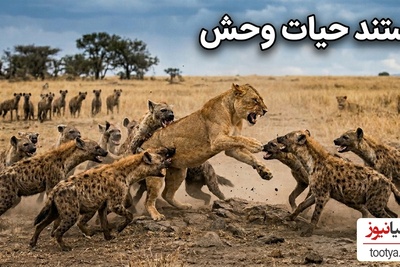 درس هایی از طبیعت؛ مستند حیات وحش/ اتحاد گله کفتار ها روی سلطان جنگل را کم کرد/وقتی استراتژی بر قدرت غلبه می‌کند+فیلم