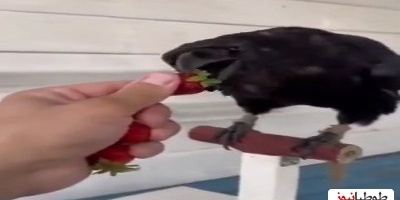 حرکت عجیب و جالب کلاغ موقع خوردن توت فرنگی!؛ چقدر این پرنده باهوشه+ویدئو