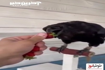حرکت عجیب و جالب کلاغ موقع خوردن توت فرنگی!؛ چقدر این پرنده باهوشه+ویدئو