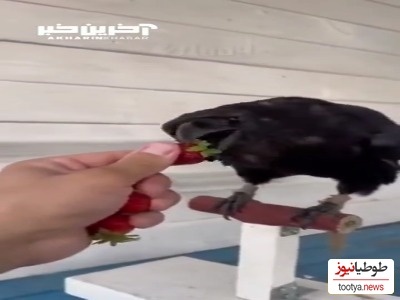 حرکت عجیب و جالب کلاغ موقع خوردن توت فرنگی!؛ چقدر این پرنده باهوشه+ویدئو