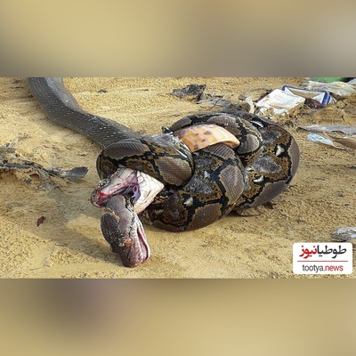 مستند حیات وحش حیوانات/ راز بقا، این داستان: لحظه نفسگیر بلعیده شدن یک مار توسط هم نوعش/لعنتی انگار داره اسپاگتی میخوره