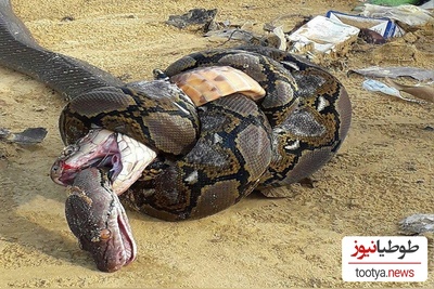 مستند حیات وحش حیوانات/ راز بقا، این داستان: لحظه نفسگیر بلعیده شدن یک مار توسط هم نوعش/لعنتی انگار داره اسپاگتی میخوره