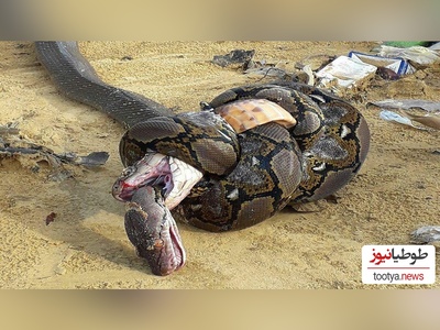 مستند حیات وحش حیوانات/ راز بقا، این داستان: لحظه نفسگیر بلعیده شدن یک مار توسط هم نوعش/لعنتی انگار داره اسپاگتی میخوره