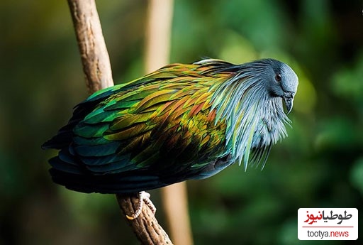 کبوتر هفت رنگ (Nicobar Pigeon)