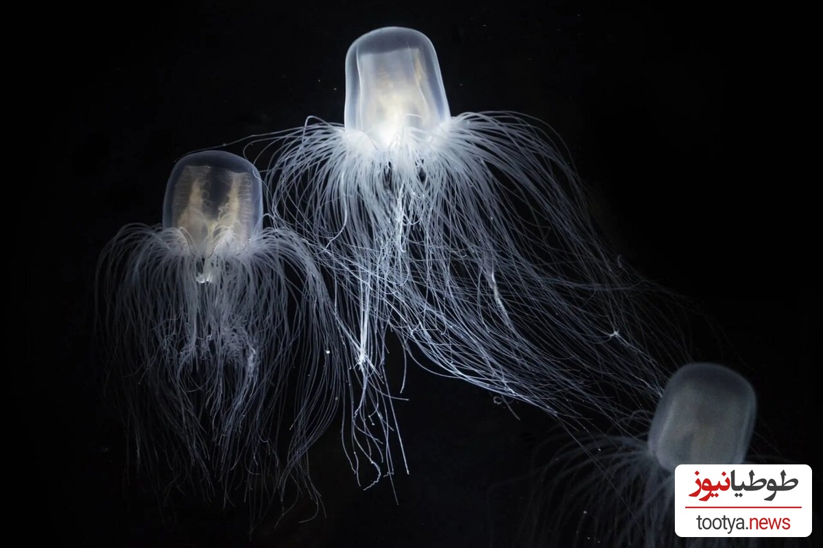  تیولا (Turritopsis nutricula)