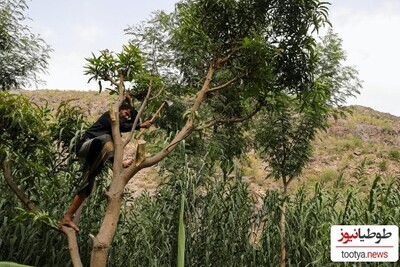 (ویدیو) درختی که مورچه هارا معتاد شیره خودش میکند!/ عجیب ترین همزیستی این درخت جادویی اما بدجنس در حیات وحش!