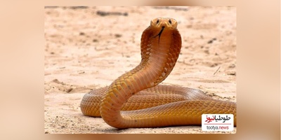 این شما و این هم خنگ ترین و بامزه ترین مار دنیا