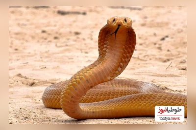 این شما و این هم خنگ ترین و بامزه ترین مار دنیا