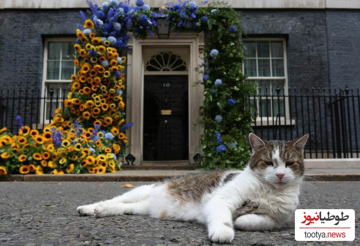 (ویدیو) خوش شانس ترین گربه‌ای که با 6 نخست وزیر هم خانه شد/ فقط اون ژست هایی که میگیره/ ایشون"لری" کارمند دولت بریتانیا هستن با سابقه ای درخشان!😮😮