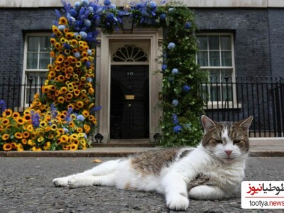 (ویدیو) خوش شانس ترین گربه‌ای که با 6 نخست وزیر هم خانه شد/ فقط اون ژست هایی که میگیره/ ایشون"لری" کارمند دولت بریتانیا هستن با سابقه ای درخشان!😮😮