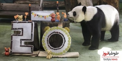 (ویدئو) جشن تولد 20 سالگی یک خرس پاندا جنجال به پا کرد
