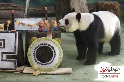 (ویدئو) جشن تولد 20 سالگی یک خرس پاندا جنجال به پا کرد