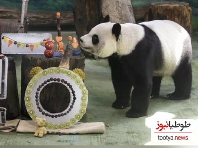 (ویدئو) جشن تولد 20 سالگی یک خرس پاندا جنجال به پا کرد