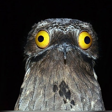 (عکس) پرندگان عجیبی که نمیشه بهشون نخندید / چه ژستی هم جلو دوربین گرفتن انگار ملکه زیبایی هستن😂