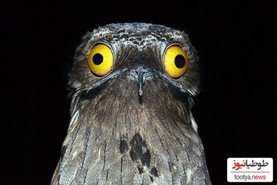 (عکس) پرندگان عجیبی که نمیشه بهشون نخندید / چه ژستی هم جلو دوربین گرفتن انگار ملکه زیبایی هستن😂